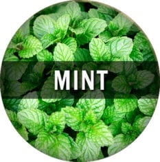 Mint Flavor E-Juice