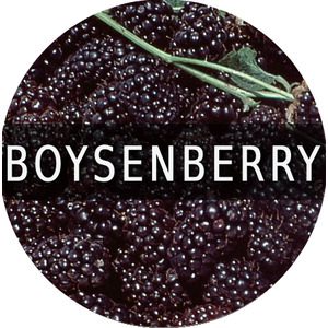 Boysenberry Flavor